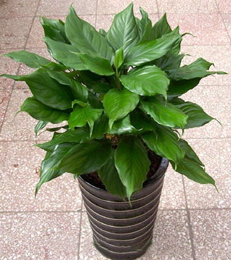 常州花卉租賃介紹常見室內(nèi)保持濕度植物