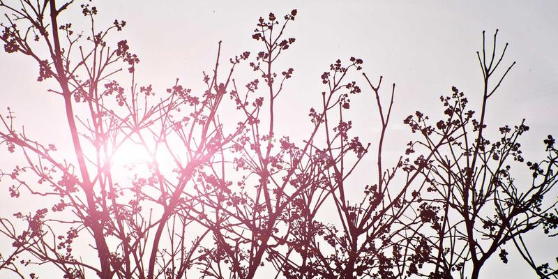 从后端开发视角解析：Starlink如何用代码与卫星重塑全球网络